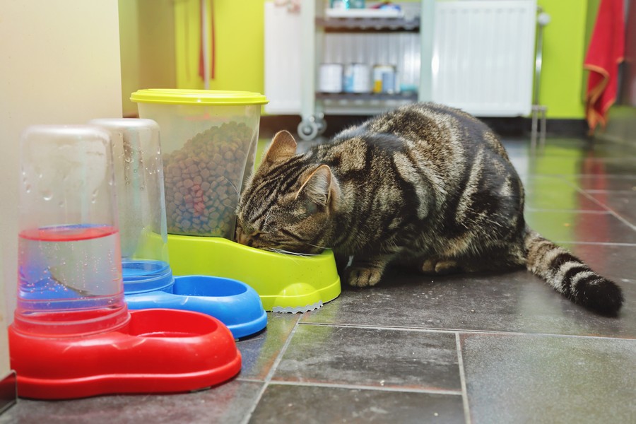Dispenser per gatti: come scegliere il modello giusto